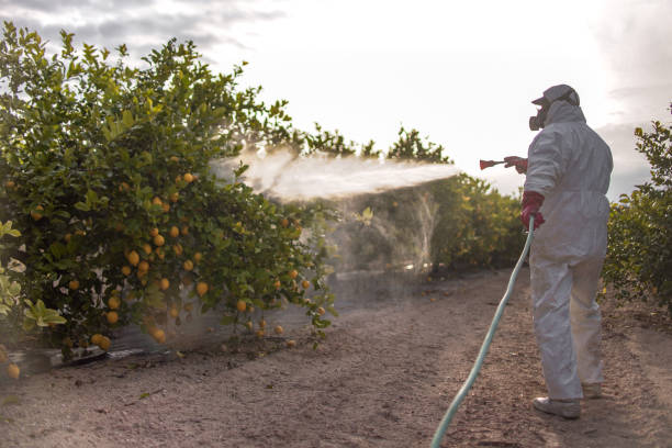 Wasp Removal Services in Athens, GA