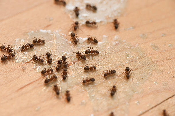 Best Insect Control  in Athens, GA